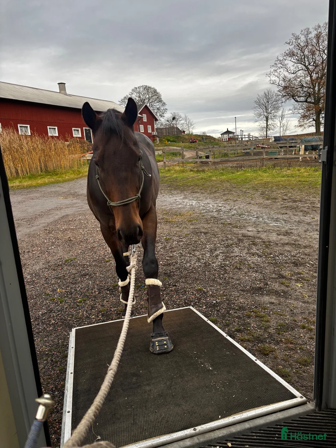  hästservice finnes: Horsemanship, lastträning, problemlösning mm.  - Annons 2