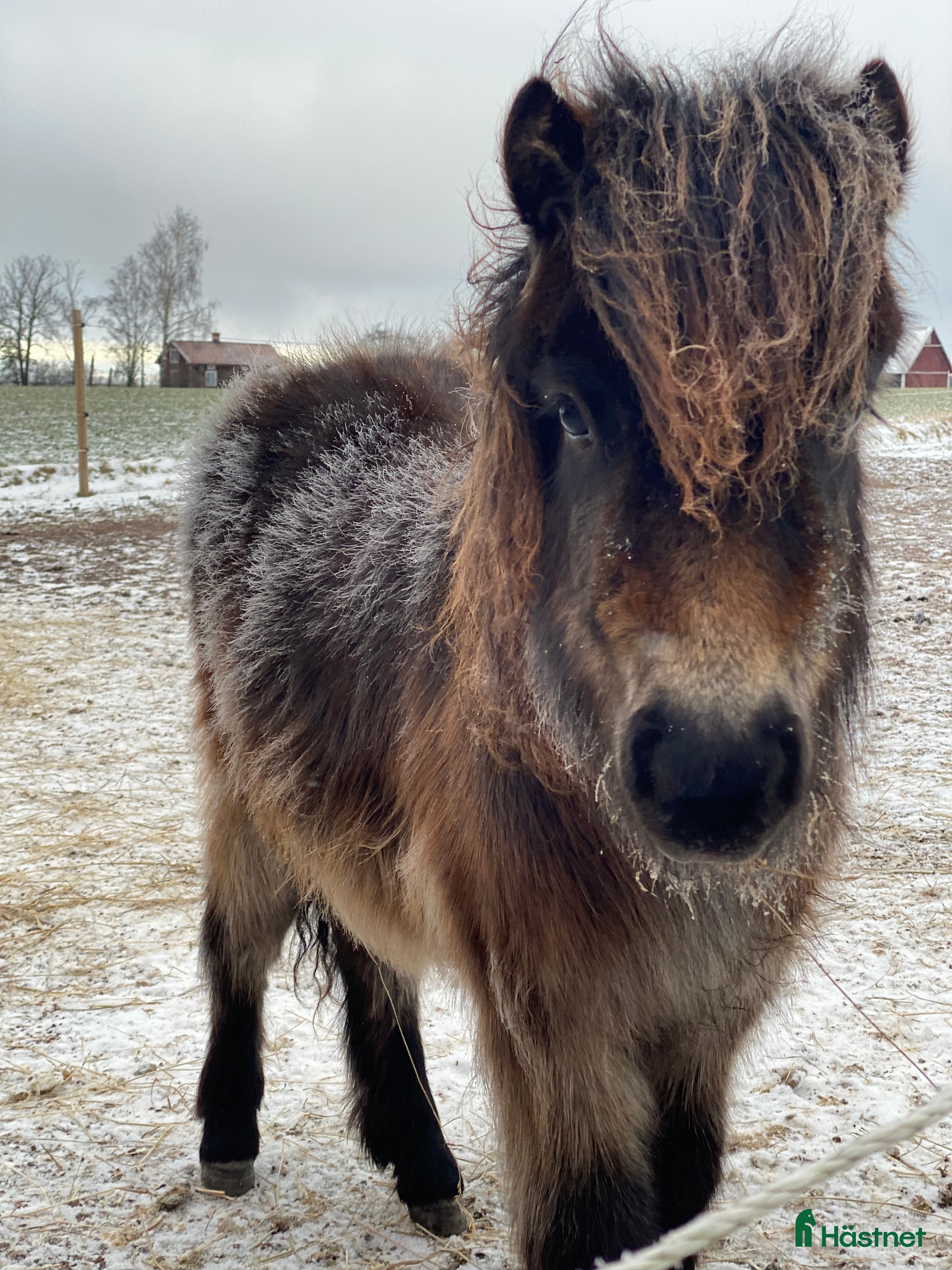  hästar Fantastiskt sto  i Visingsö - Annons 18