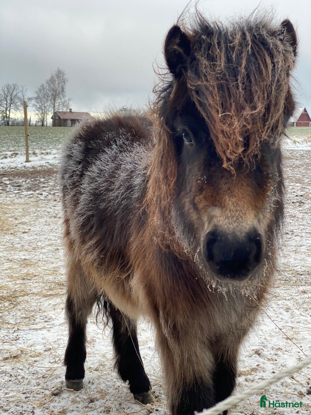 Allround hästar till salu: Fantastiskt sto  i Visingsö - Annons 1