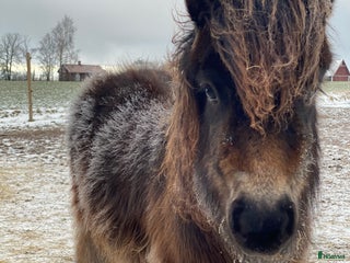 hästar Fantastiskt sto i Visingsö - Annons 17