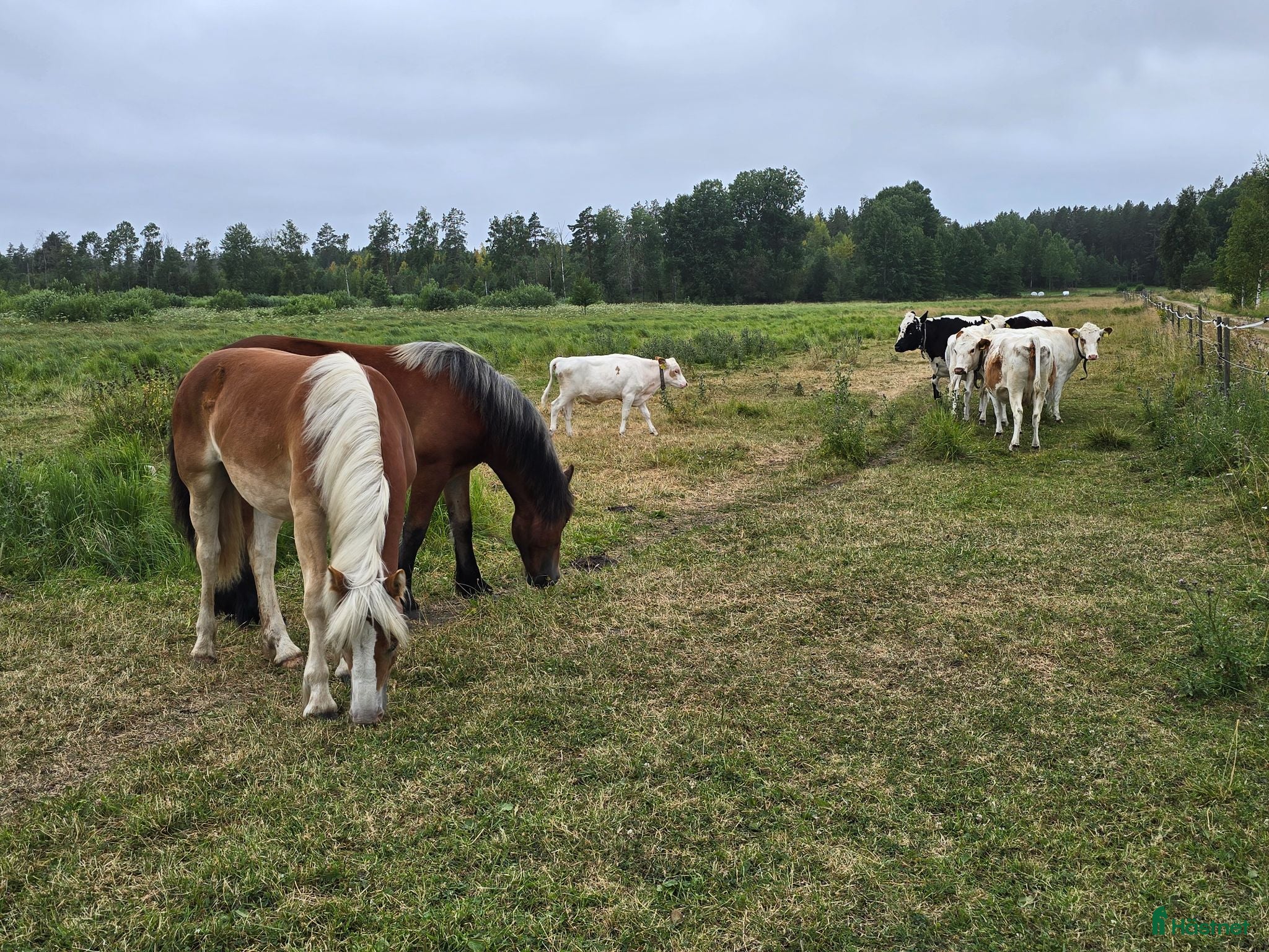  hästar Unik och lovande ettåring  - Annons 2