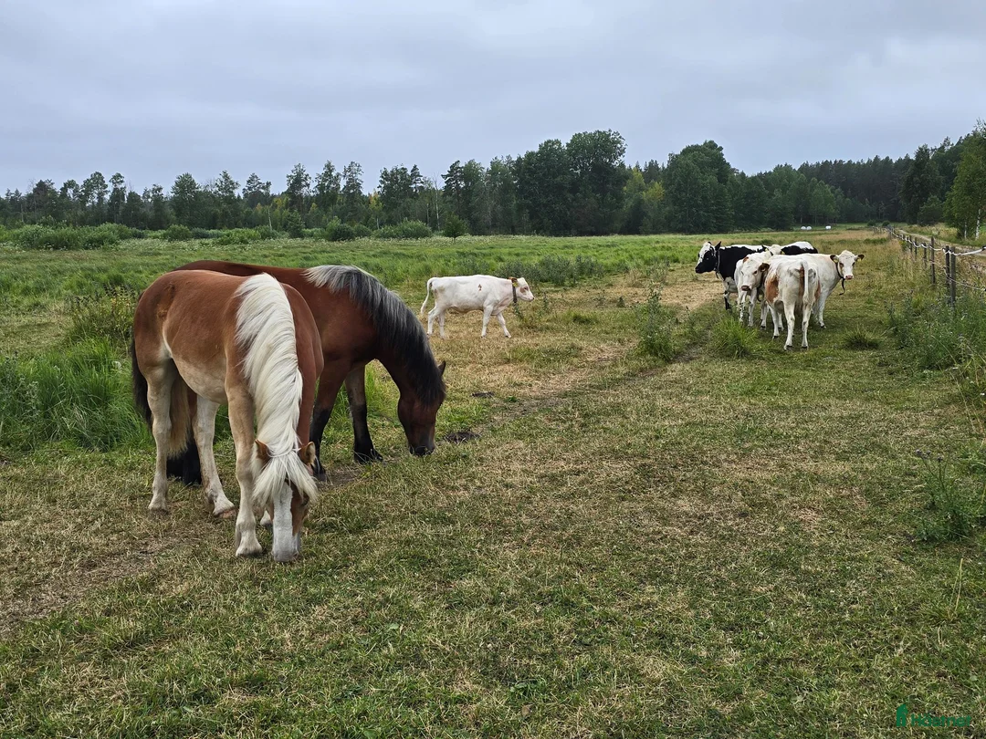 Allround hästar till salu: Unik och lovande ettåring  - Annons 2