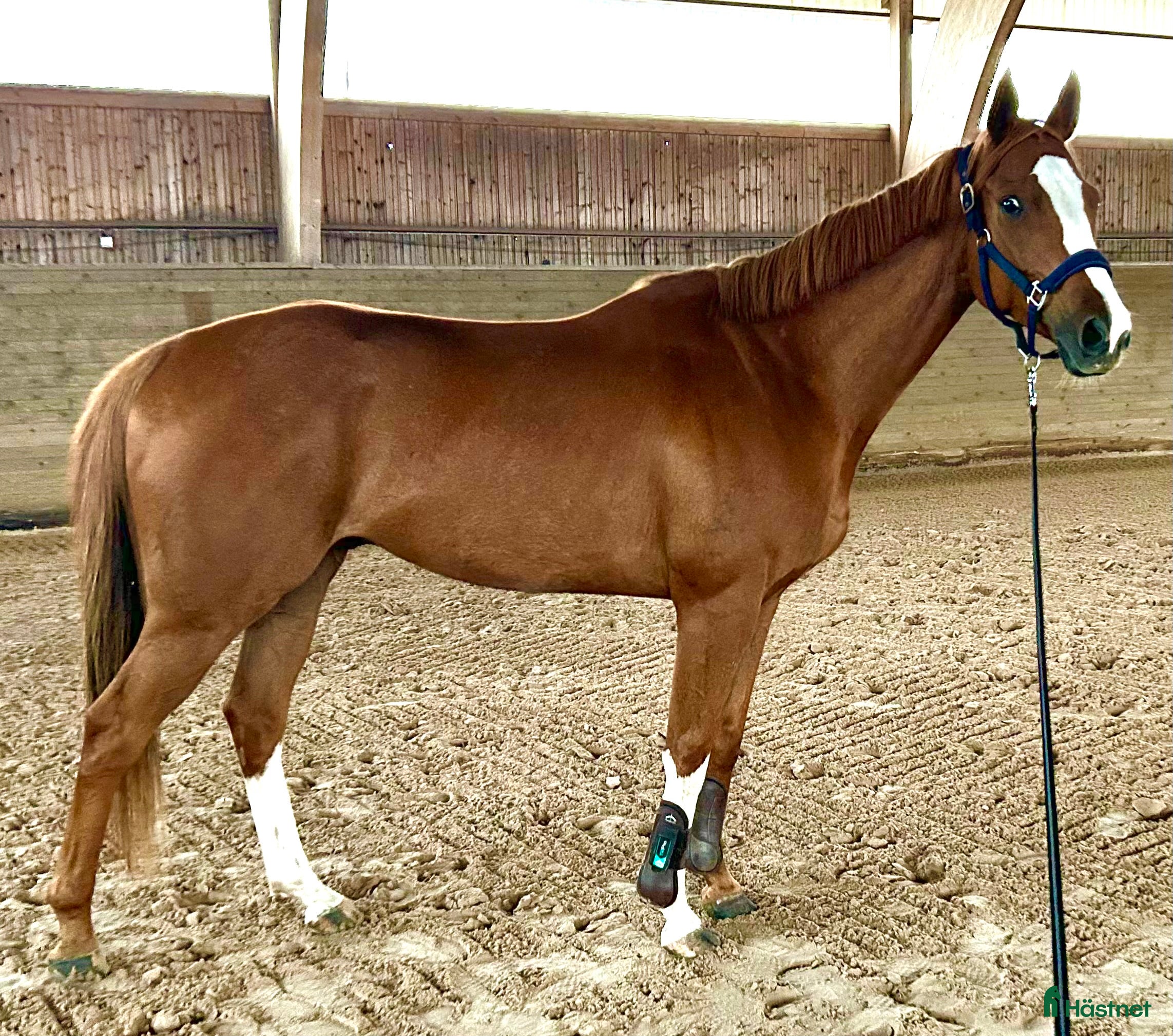  hästar 5årig valack - ämne för fälttävlan? i Bottnaryd - Annons 9