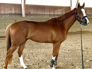 Allround hästar till salu: 5årig valack - ämne för fälttävlan? i Bottnaryd - Annons 1