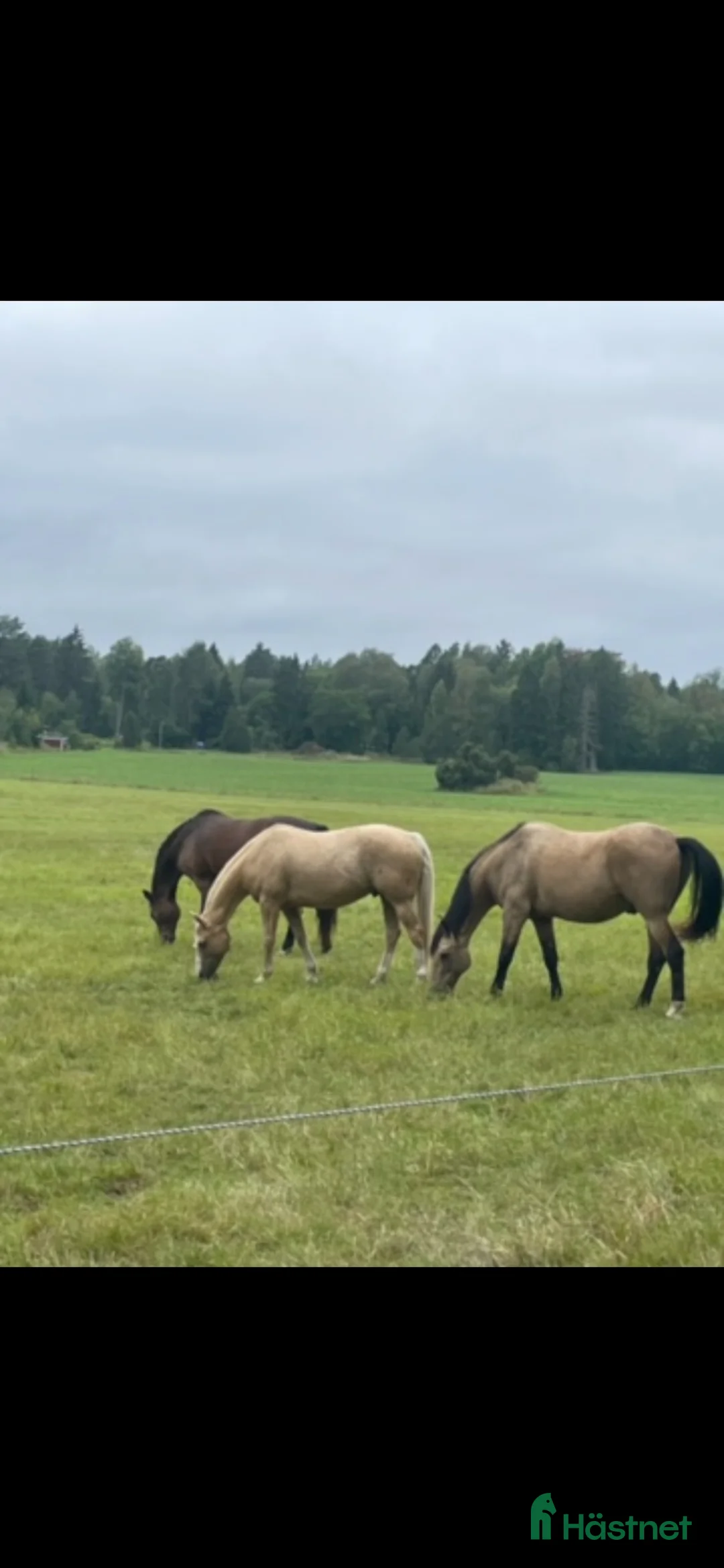  stallplats finnes: Fin lösdrift för valack i Ekolsund - Annons 2