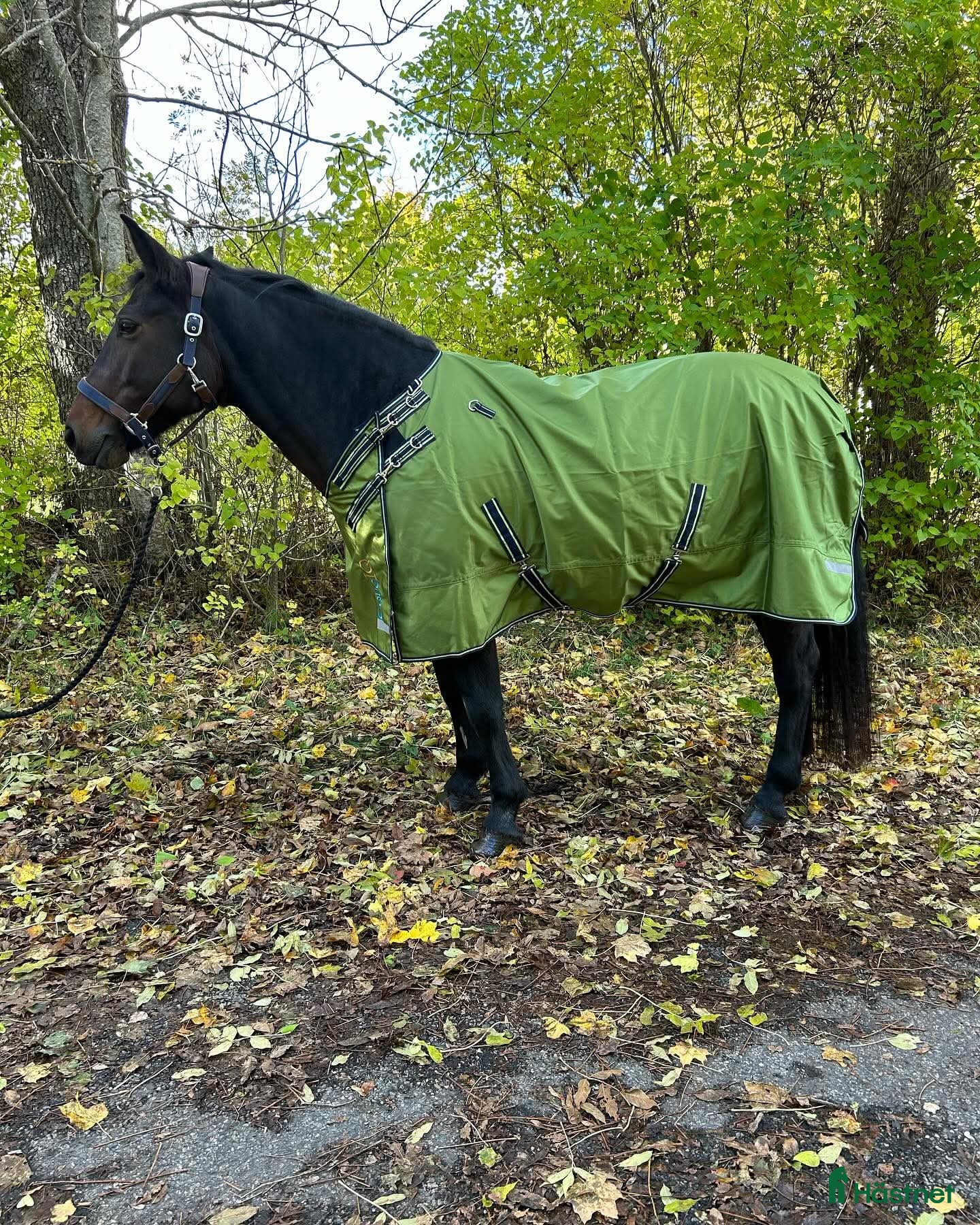 Täcken hästutrustning Equoiq regntäcke 0g storlek 135 och 145 - Annons 7