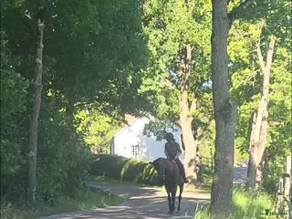 stallplats Ärla, Eskilstuna: Lösdrift och stallplatser lediga - Annons 13