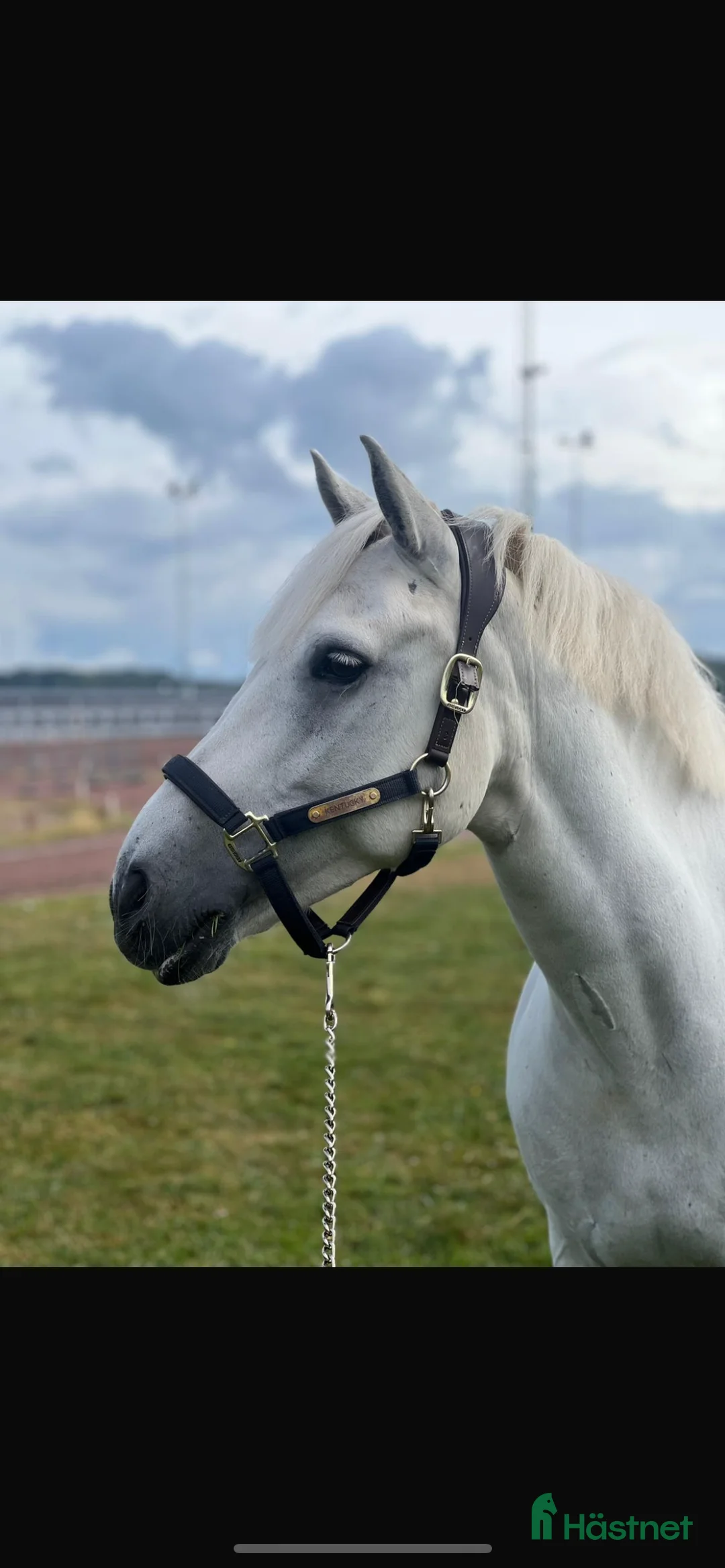 Hoppning hästar till salu: C ponny för de högsta klasserna  - Annons 3