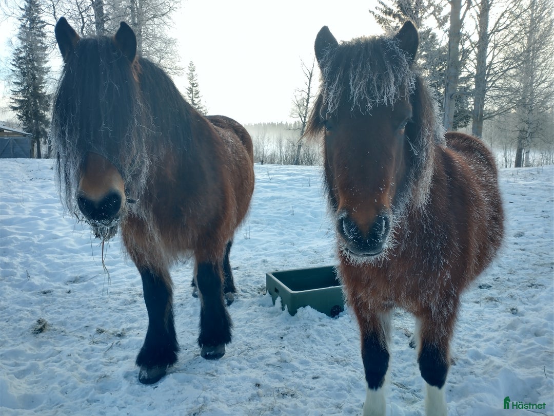 Island hästar till salu: Snart 4-årig isländskt sto till salu i Jämtland  i Alsen - Annons 2