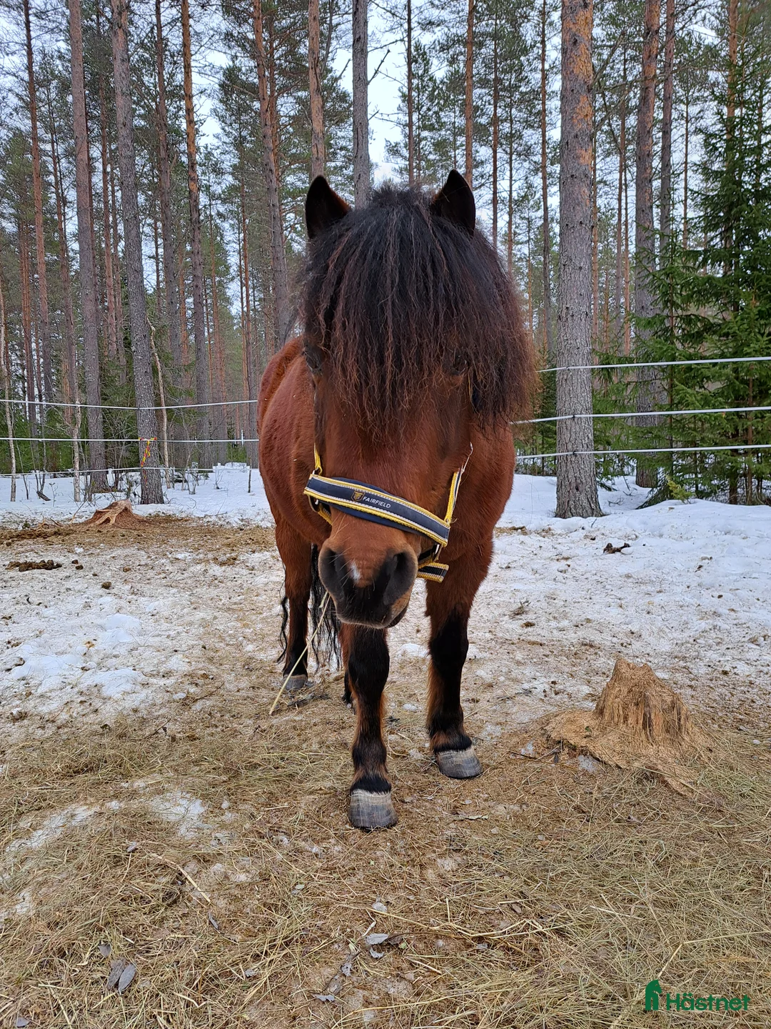Allround hästar till salu: Söt och snäll b-ponny  i Nordmaling - Annons 3