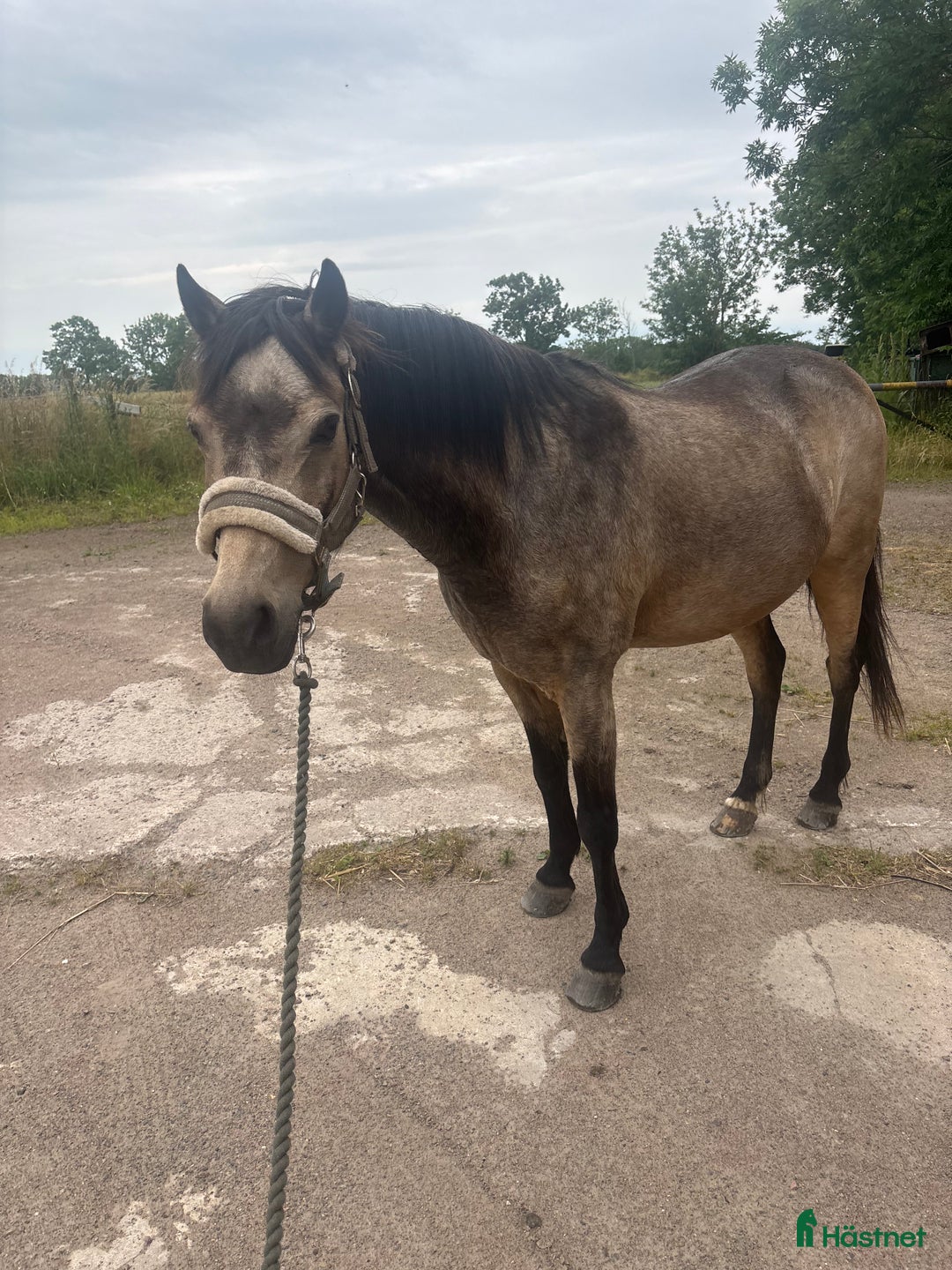 Allround hästar till salu: Underbar C-ponny säljes  i Höganäs - Annons 3
