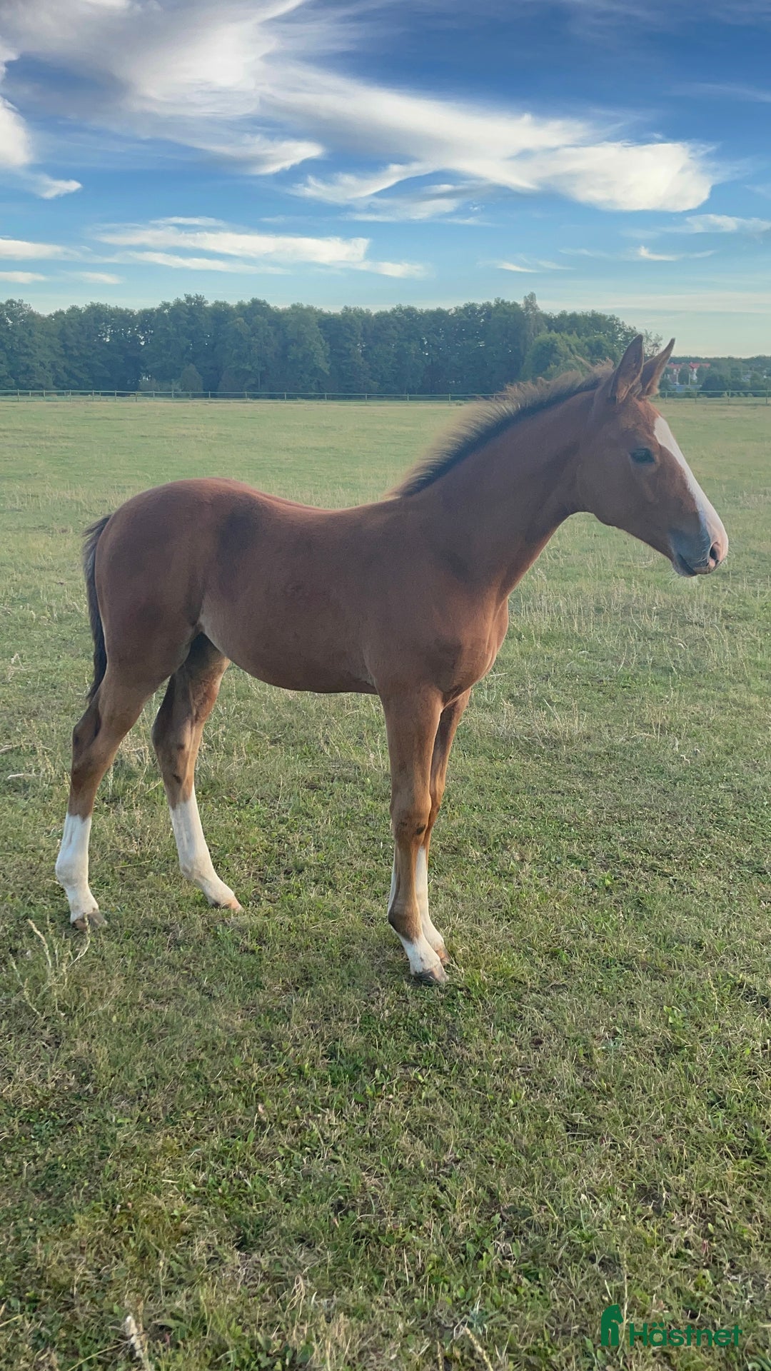 Avelshästar hästar till salu: Sto till avel  i Herrljunga - Annons 3