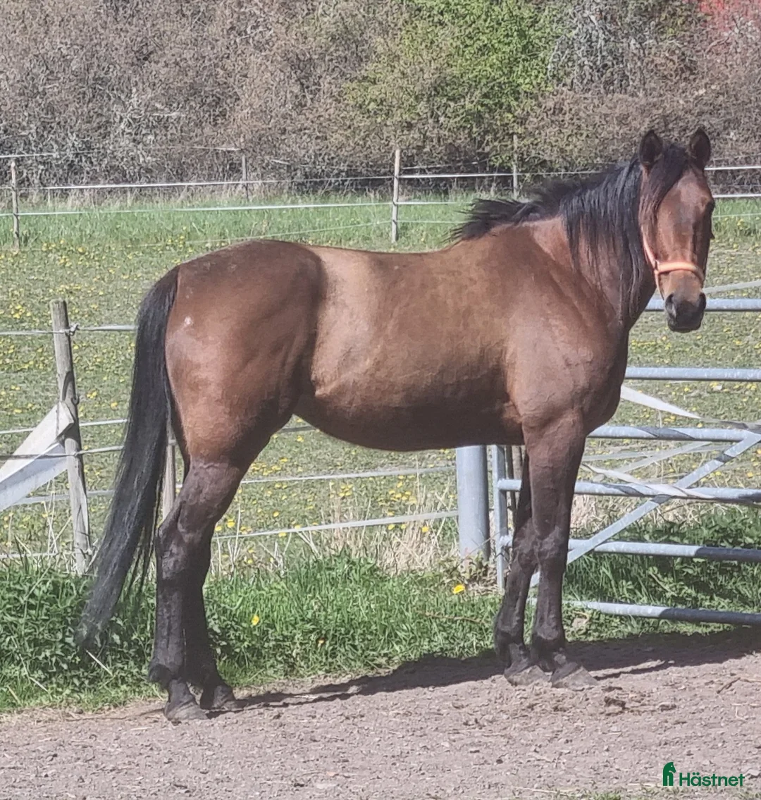 Trav hästar till salu: Fölsto e Readly Express - Annons 2