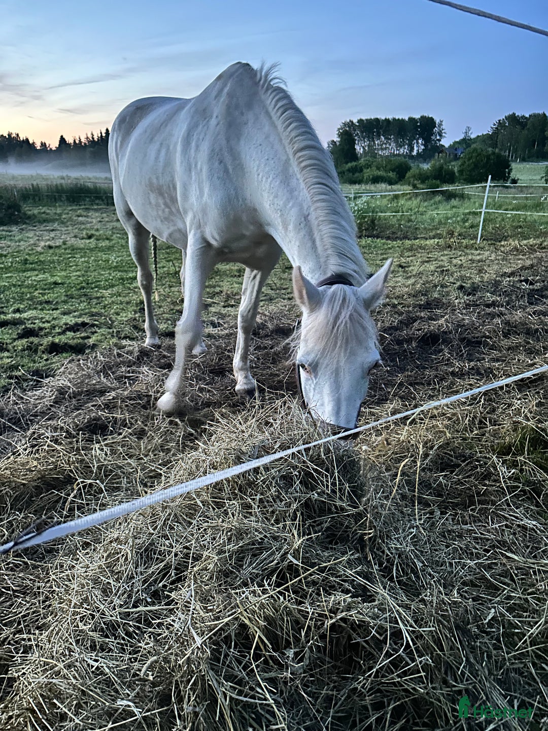 Allround hästar till salu: 🌟Söker sin nya människa🌟 i Enånger - Annons 2