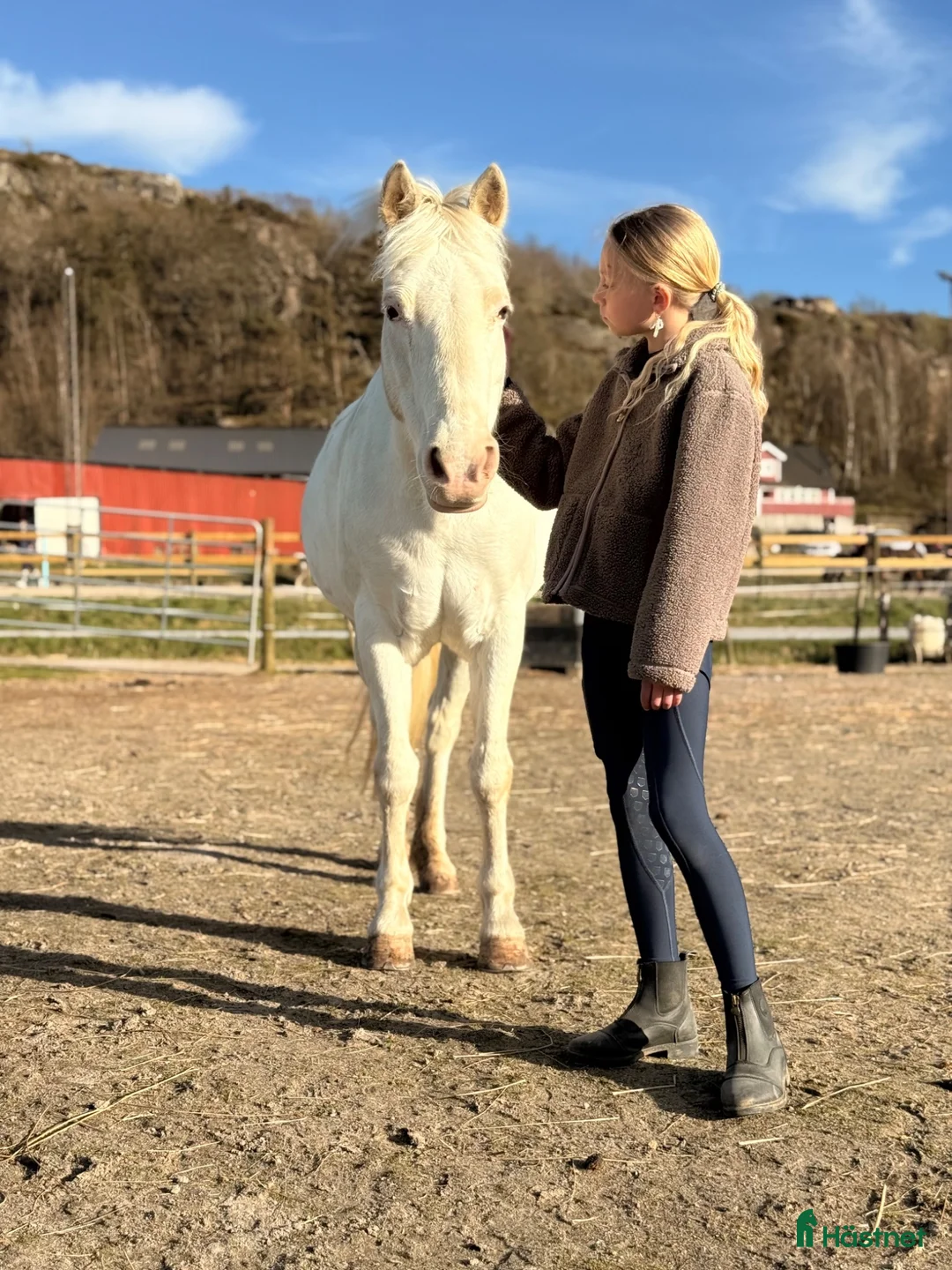 Allround hästar till salu: Till dig som söker en bästa vän i Klövedal - Annons 2