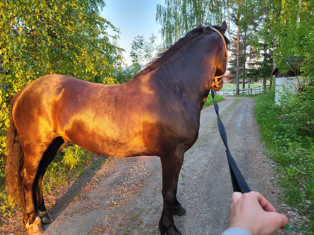 Allround hästar till salu: Kallblod i Kilafors - Annons 7