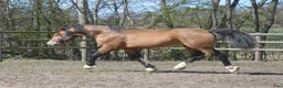 Allround hästar till salu: Magiskt vacker stor welsh cob  - Annons 10