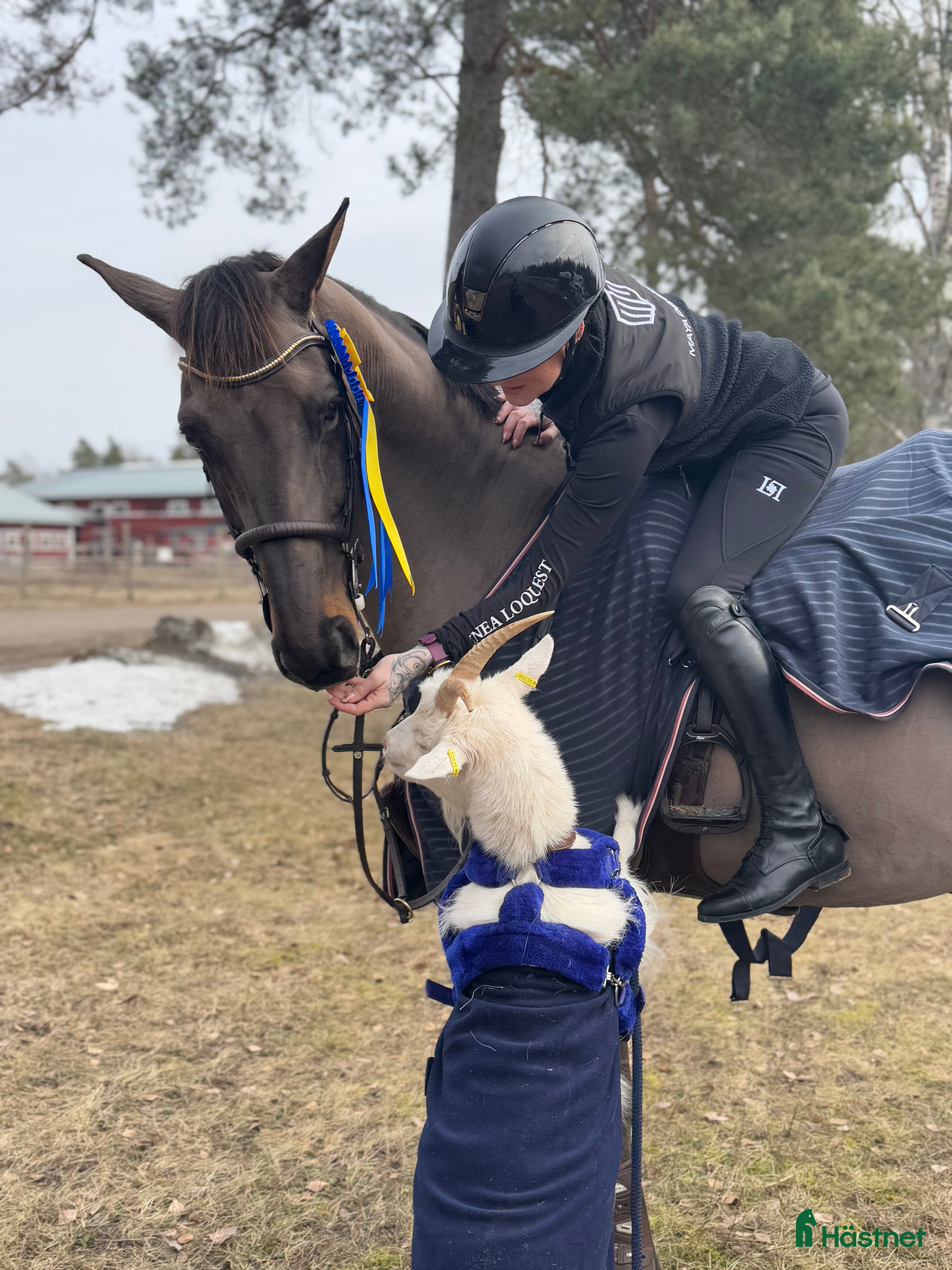  hästservice Utbildning & försäljning  i Björklinge - Annons 5