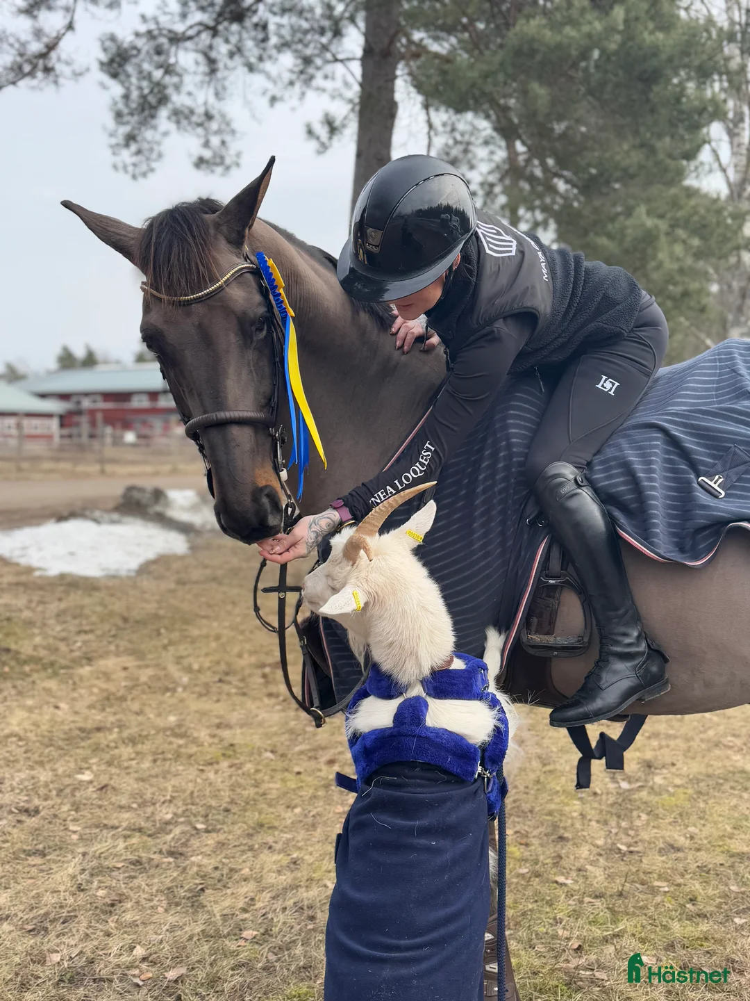  hästservice finnes: Utbildning & försäljning  i Björklinge - Annons 1
