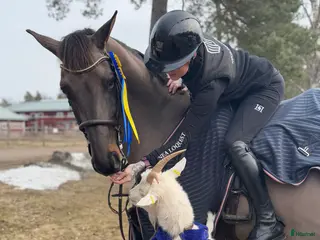 hästservice finnes: Utbildning & försäljning i Björklinge - Annons 3