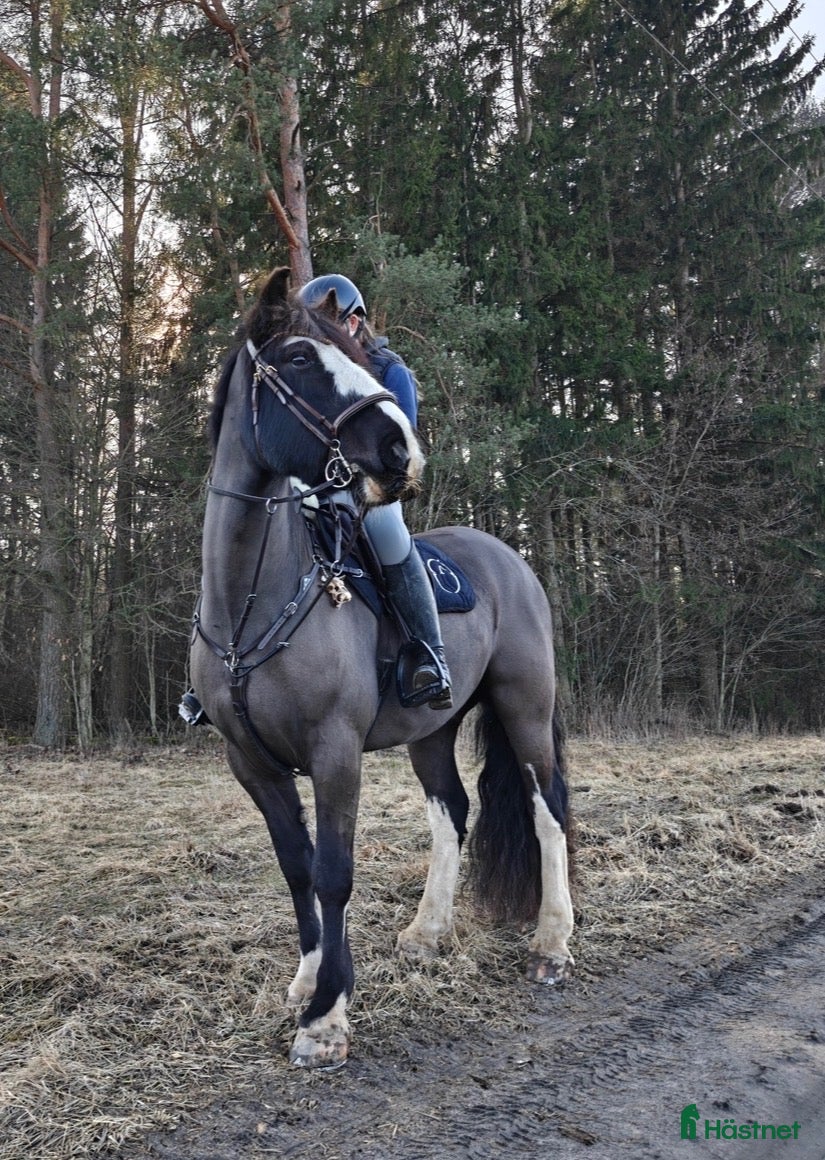  foderhäst Snäll D-ponny - Annons 2
