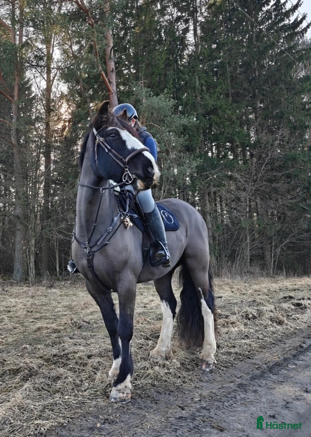  foderhäst finnes: Snäll D-ponny i Lidköping - Annons 1