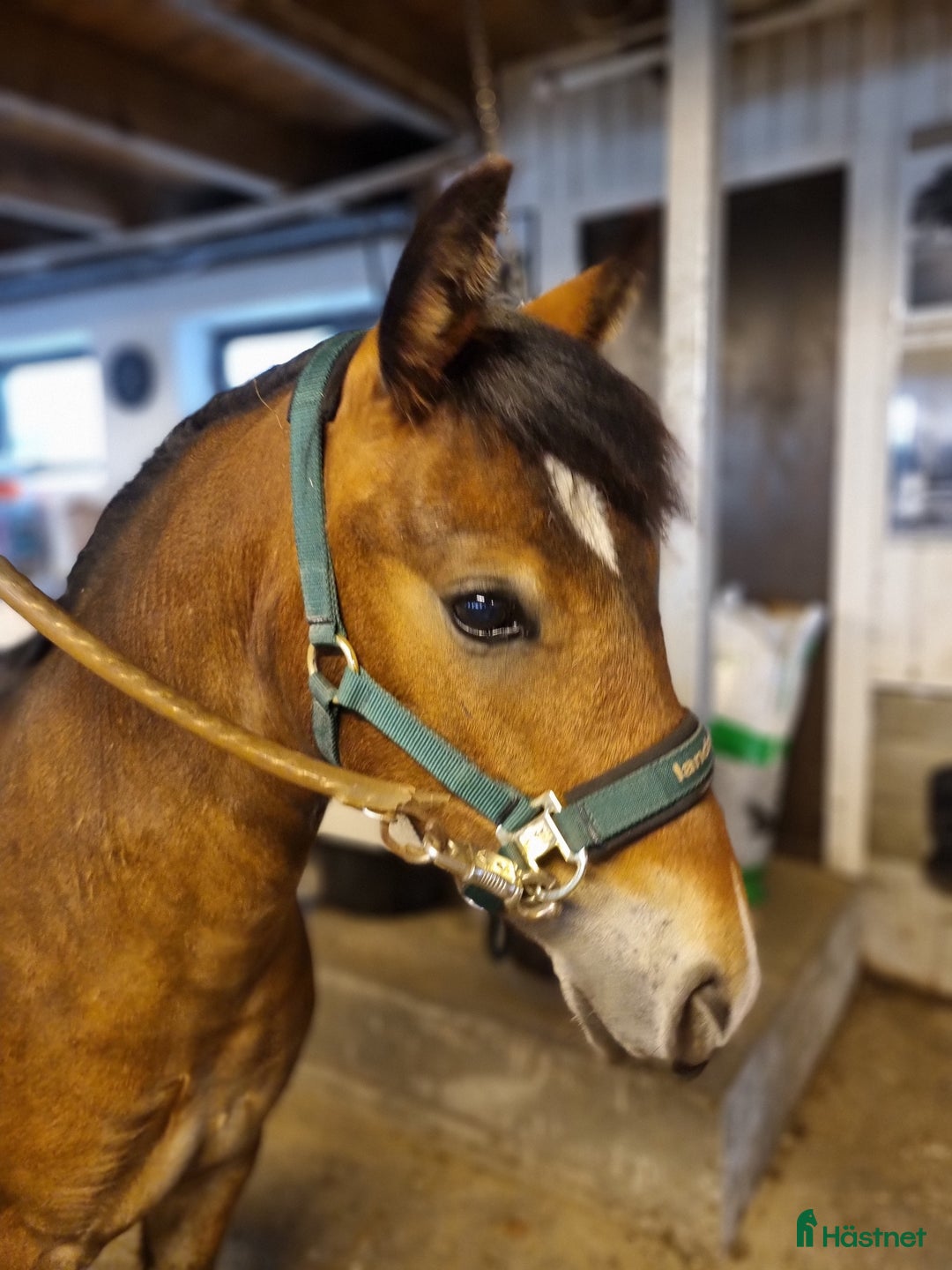 Allround hästar till salu: Framtids ponny för sporten  i Hörby - Annons 4