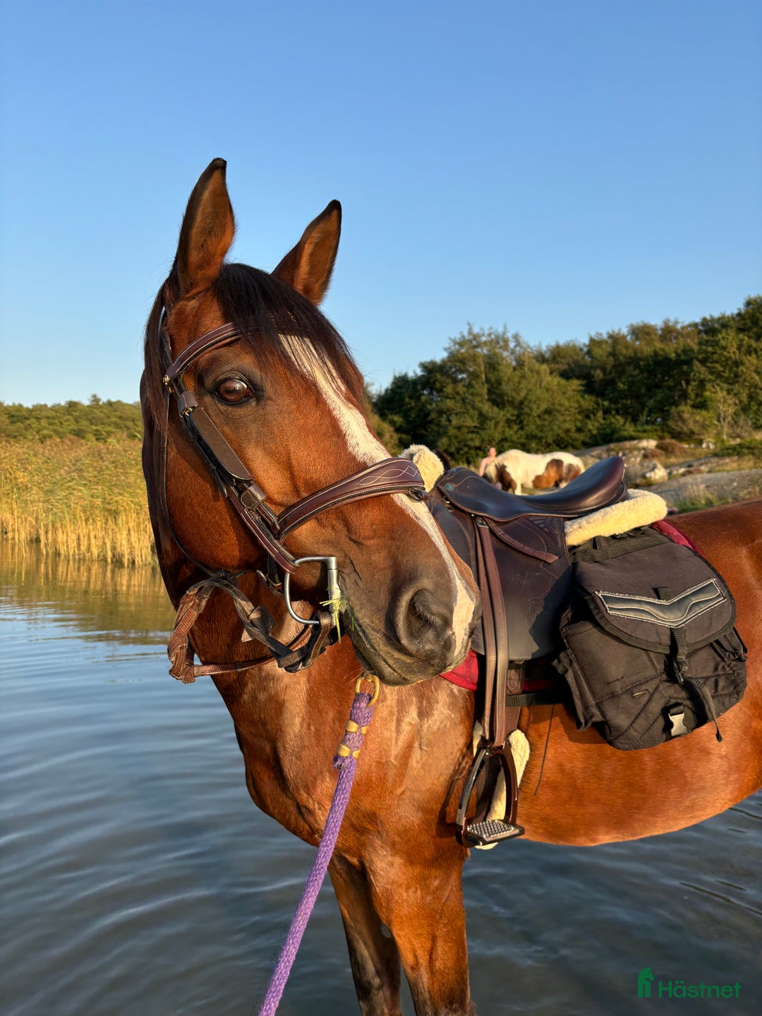 Allround hästar till salu: Vackert sto med fantastisk personlighet i Ytterby - Annons 3