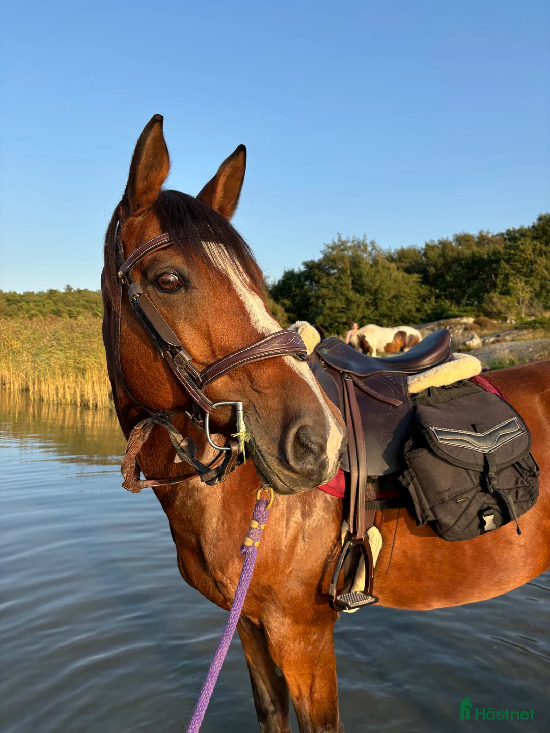 Allround hästar till salu: Vackert sto med fantastisk personlighet - Annons 4