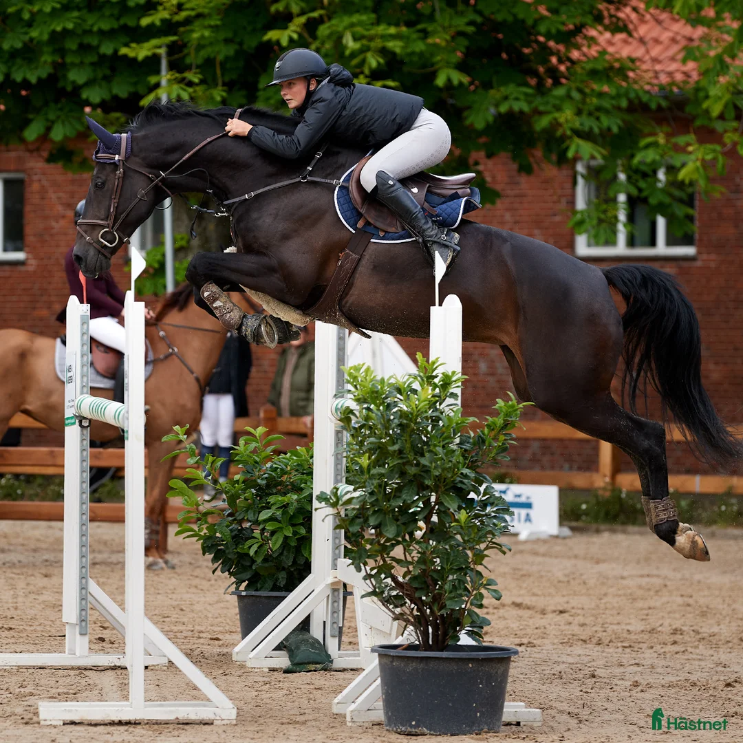  hästservice finnes: AK Horses i Ronnede - Annons 2