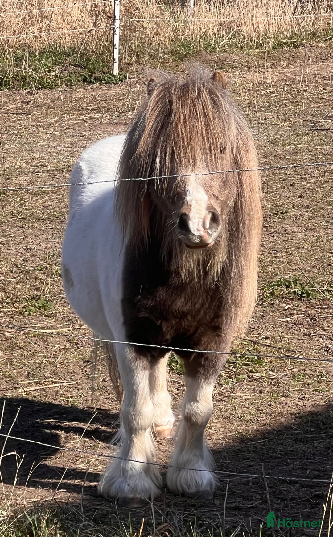 Övrigt hästar till salu: Minishettis hingst i Sala - Annons 3