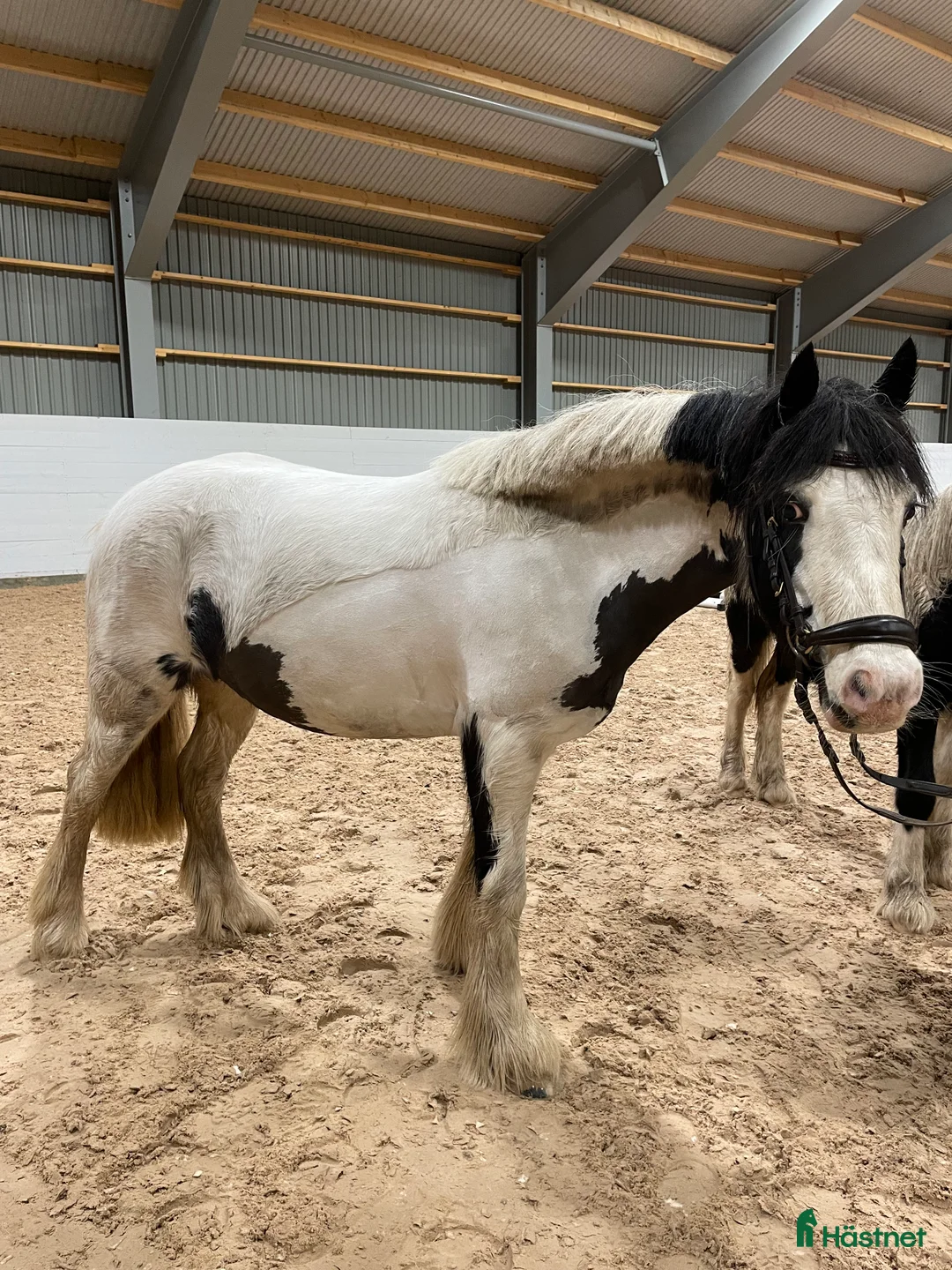 Allround hästar till salu: B-ponnyn du kan göra allt med!🌟 - Annons 3