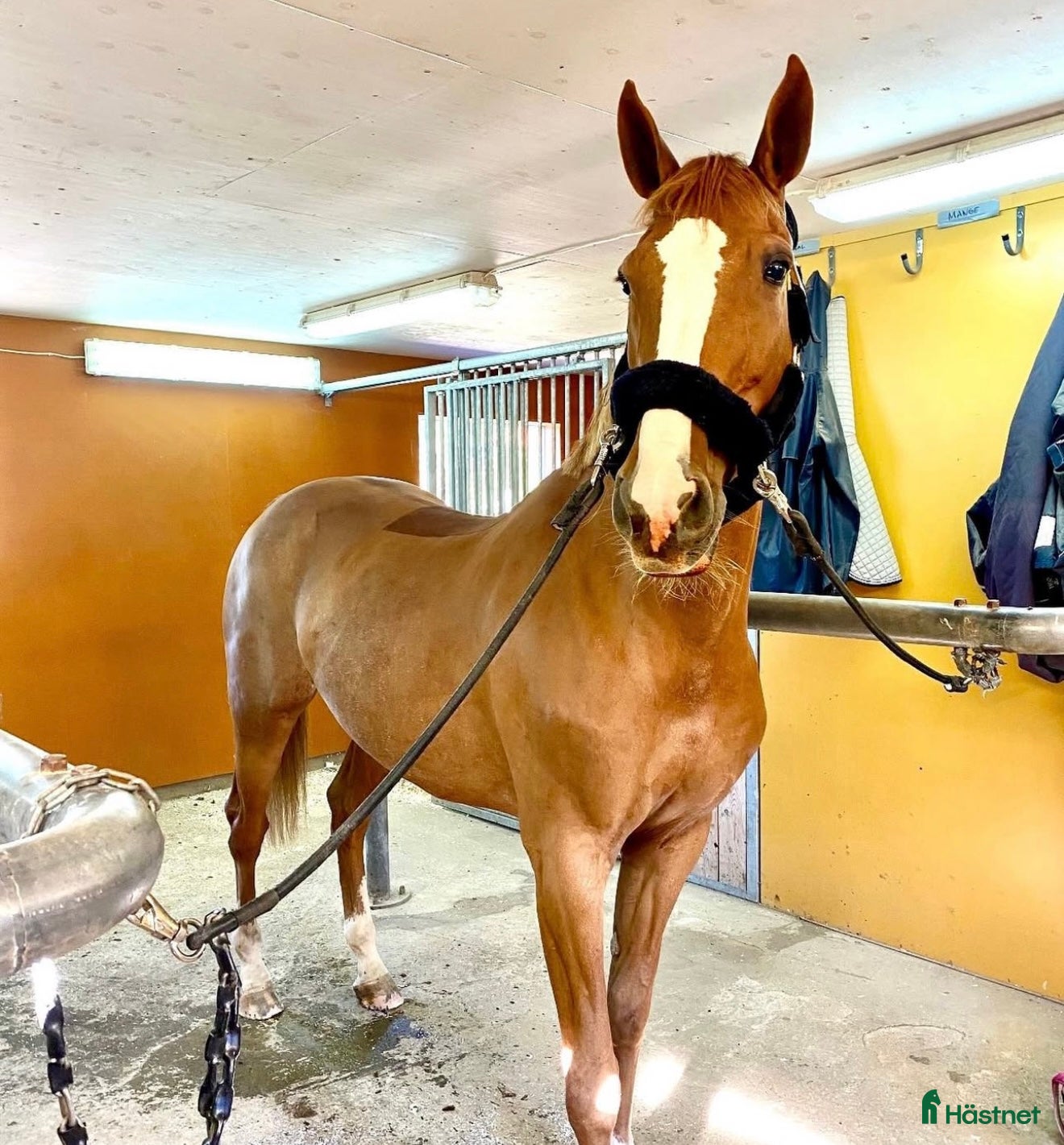  hästar Världens finaste sto söker sitt hjärtehem - Annons 7