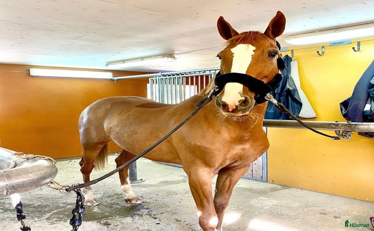  hästar Världens finaste sto söker sitt hjärtehem i Grödinge - Annons 10