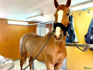 hästar Världens finaste sto söker sitt hjärtehem - Annons 17