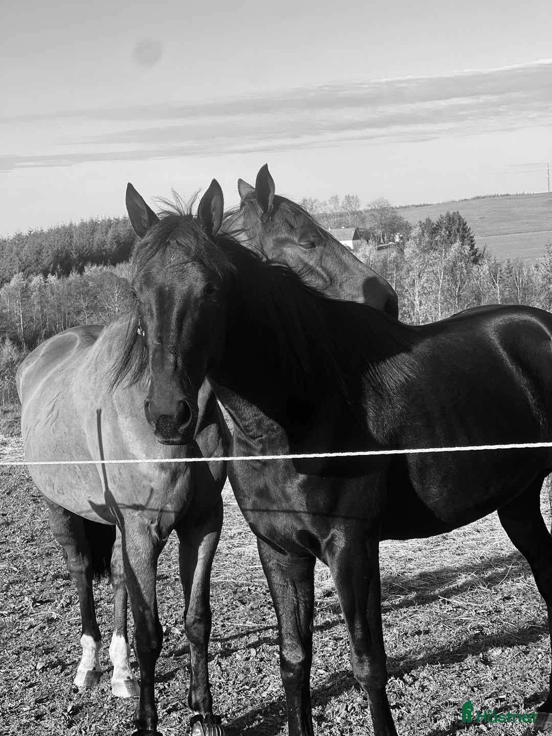 Allround hästar till salu: Världens snällaste tjej  i Blentarp - Annons 6