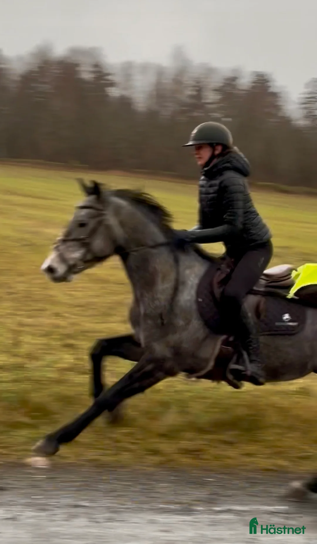 Hoppning hästar till salu: Vakker ponni med stort potensial  - Annons 5