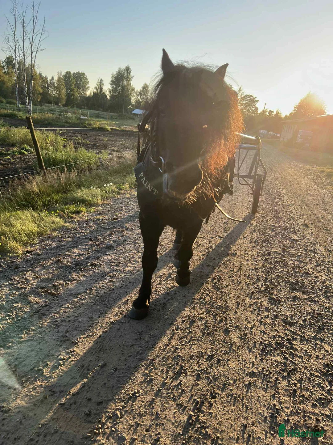 Övrigt hästar till salu: Underbar shettis  - Annons 2