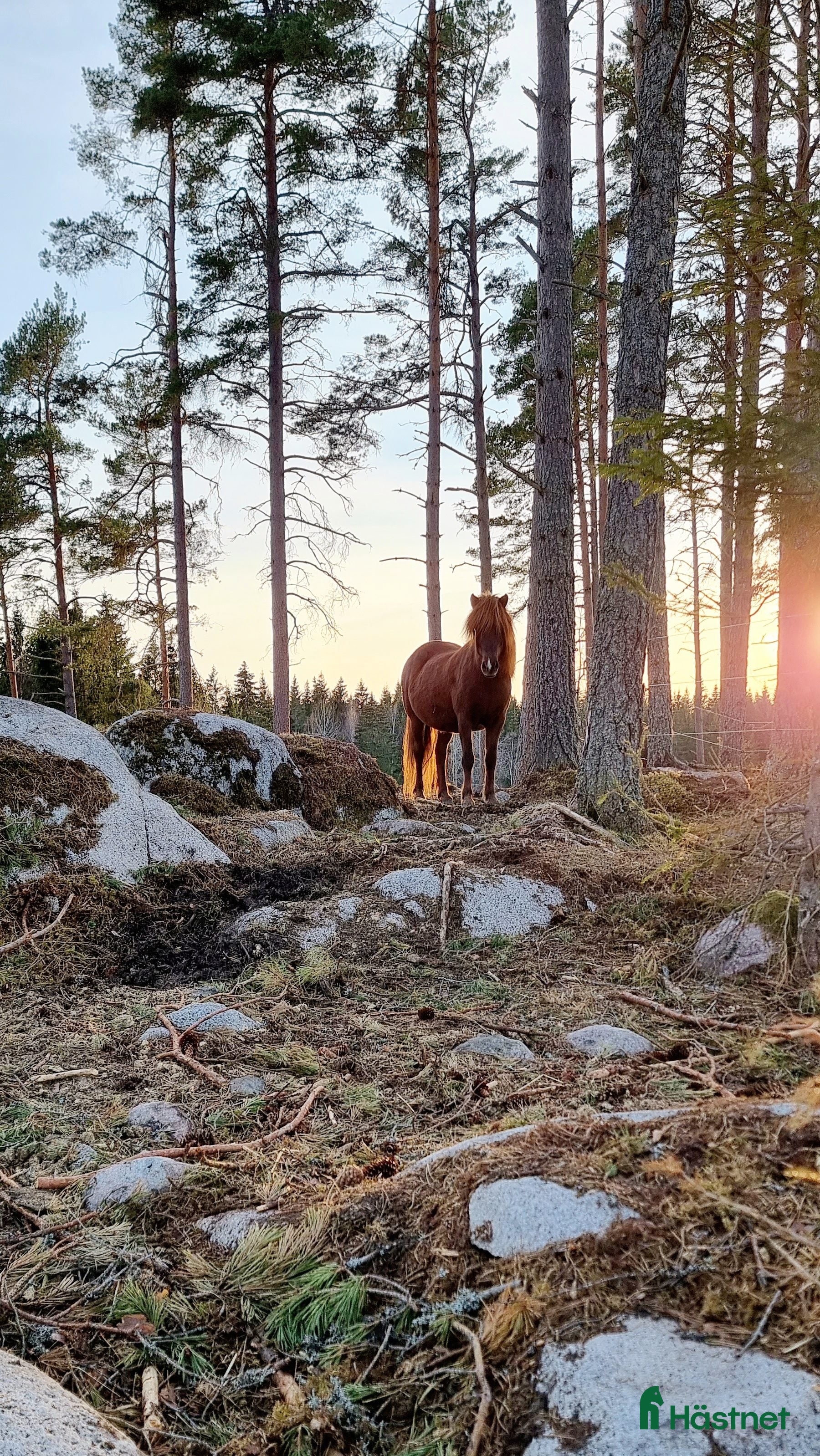  stallplats finnes: Unghingstflock i Almunge, Uppsala i Almunge - Annons 2