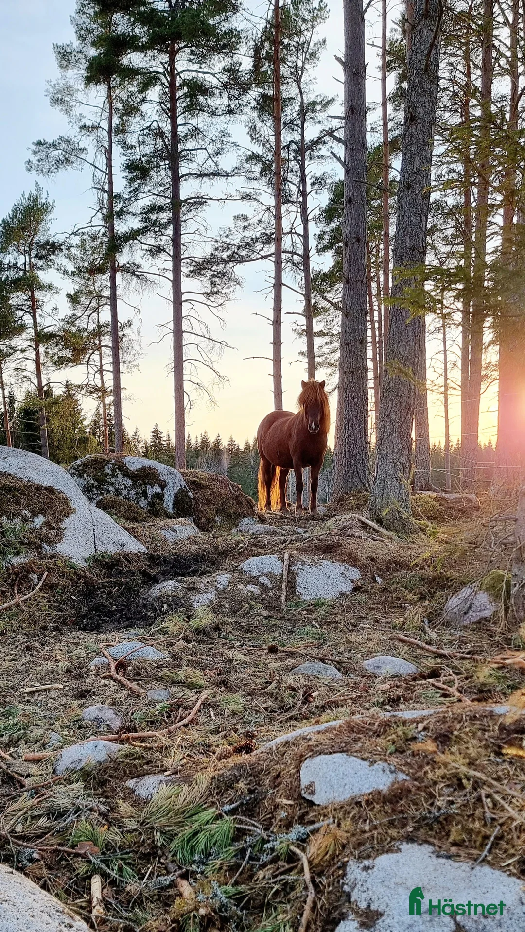  stallplats finnes: Unghingstflock i Almunge, Uppsala i Almunge - Annons 1