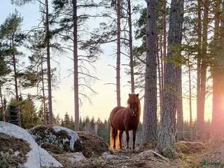 stallplats finnes: Unghingstflock i Almunge, Uppsala i Almunge - Annons 2