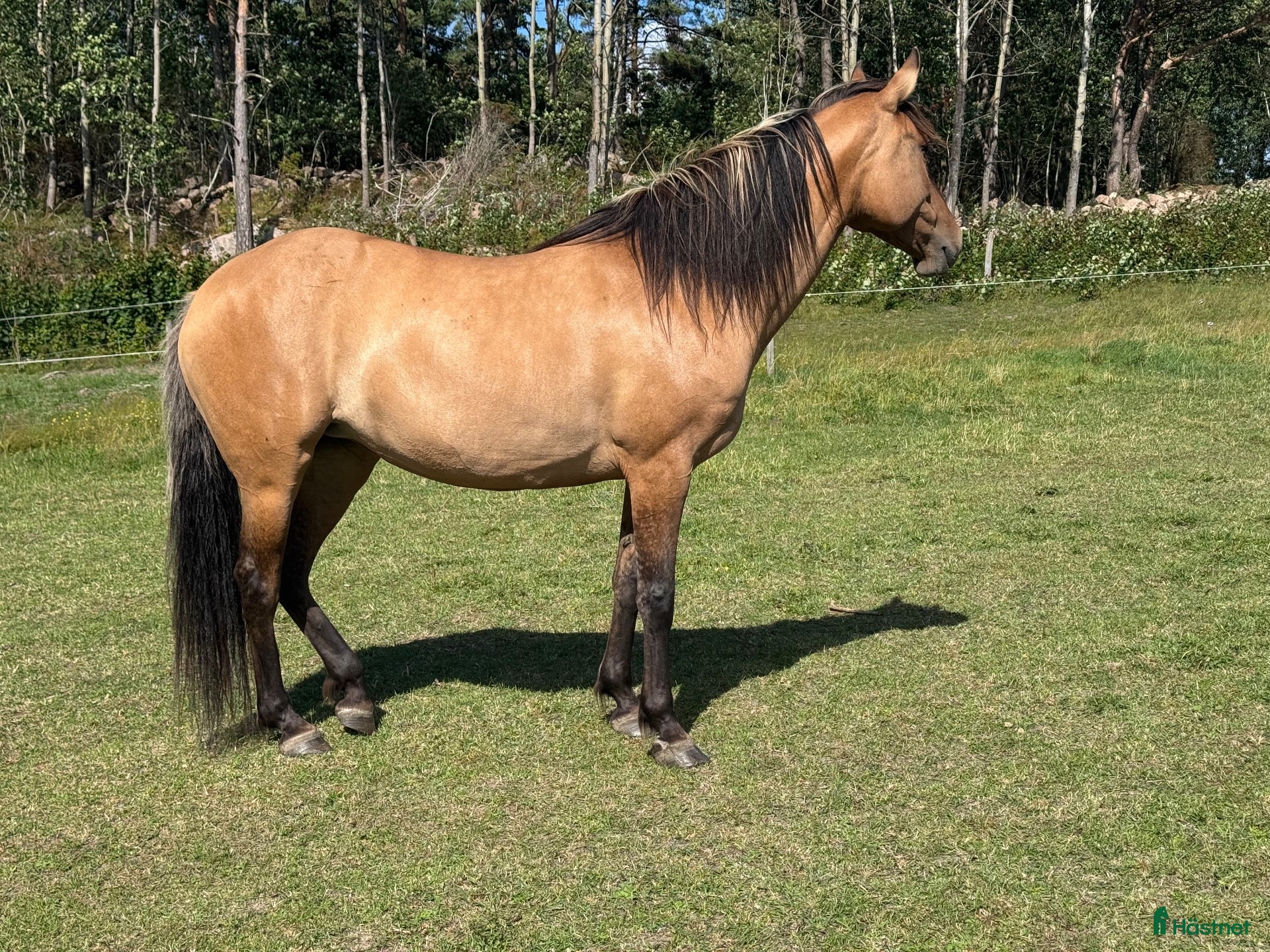  hästar Mustangkorsning - Annons 1