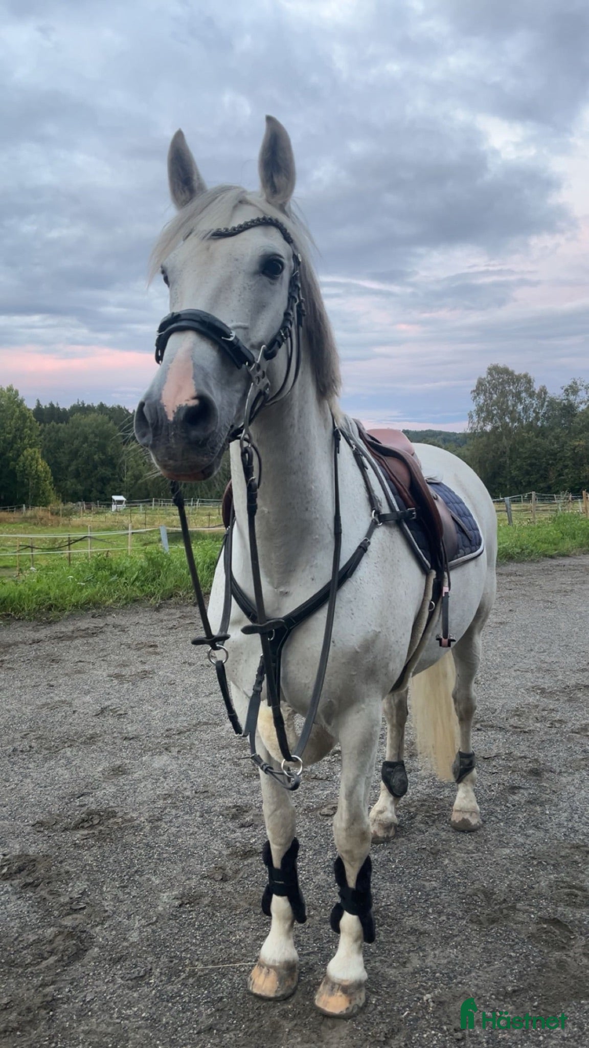  hästar fantastiskt sto - Annons 3