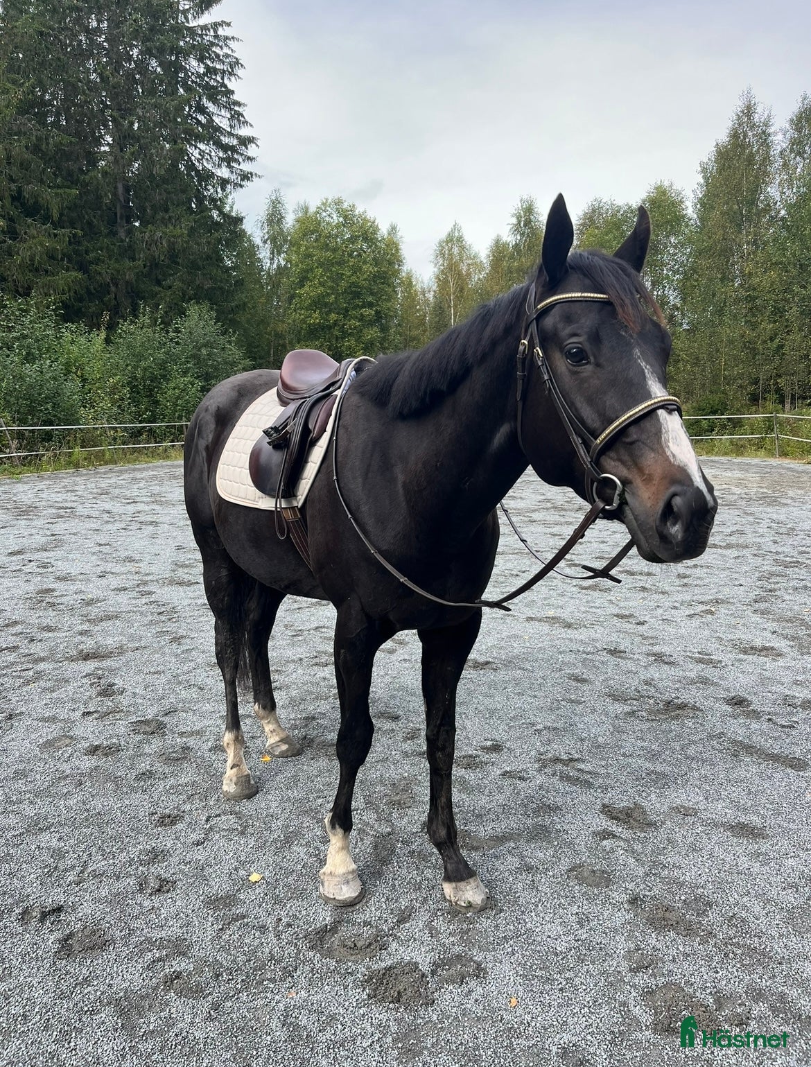  hästar Killen med det största hjärtat i Arvika - Annons 18