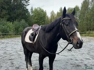 hästar Killen med det största hjärtat i Arvika - Annons 18