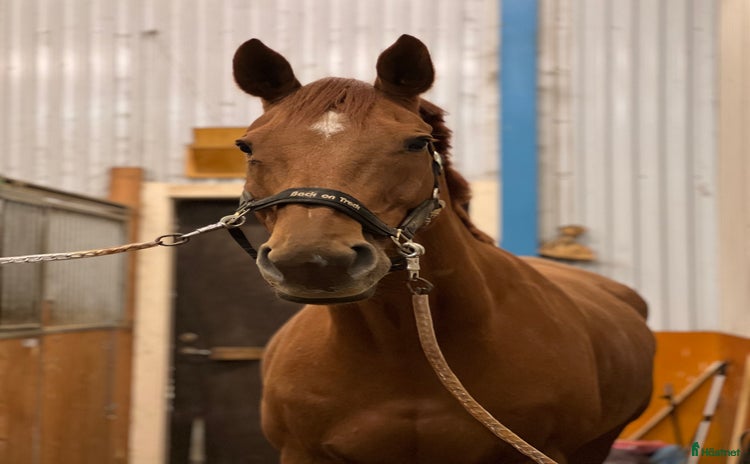  stallplats i Kusmark - Annons 4