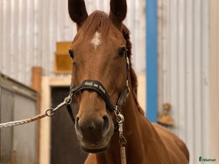 stallplats Stallplats i Skellefteå i Kusmark - Annons 2