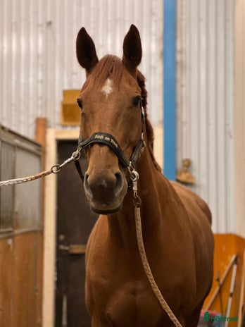 stallplats i Kusmark - Annons 4