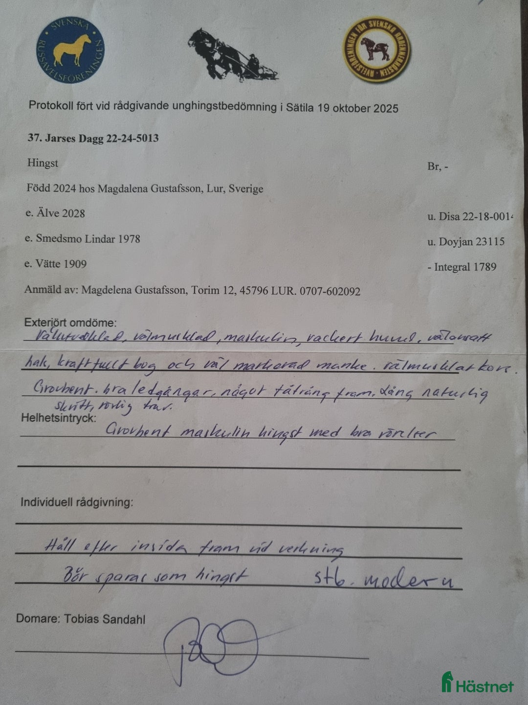 Avelshästar hästar till salu: Hingstämne i Strömstad - Annons 3