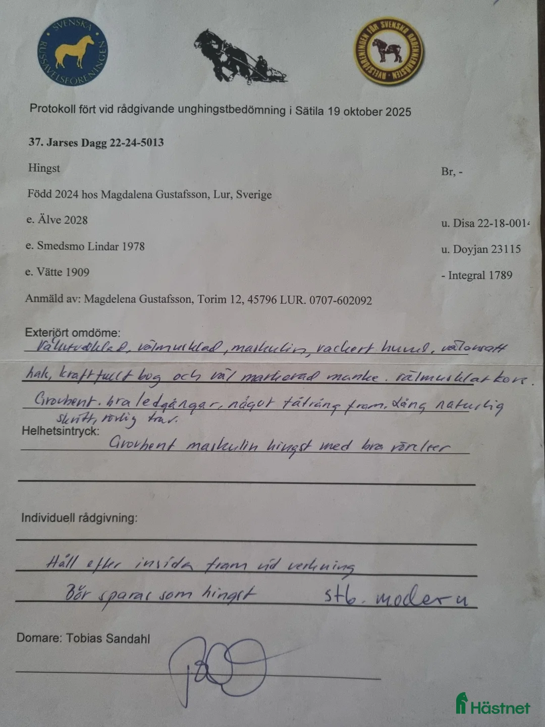 Avelshästar hästar till salu: Hingstämne i Strömstad - Annons 3